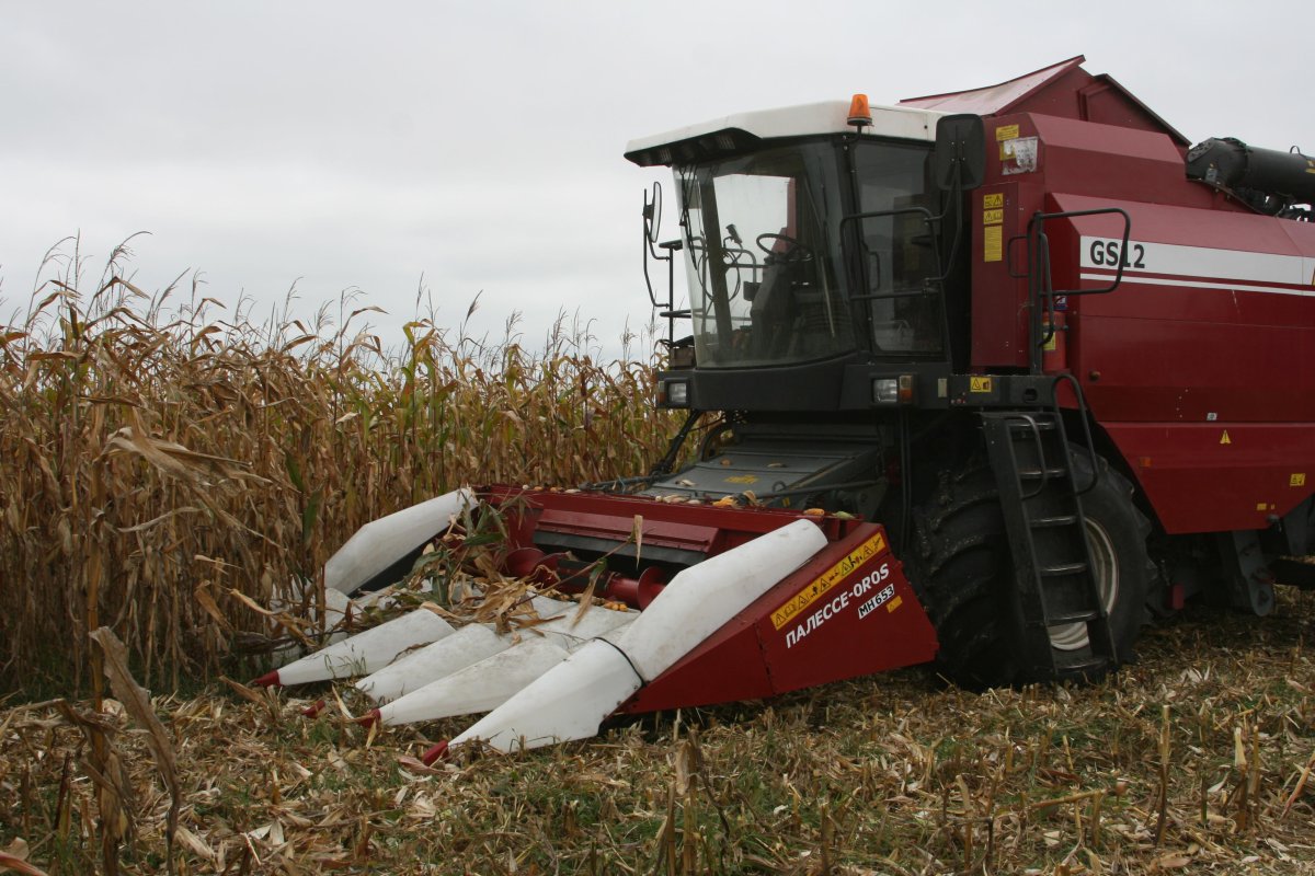 Жатка для уборки кукурузы на зерно на Полесье