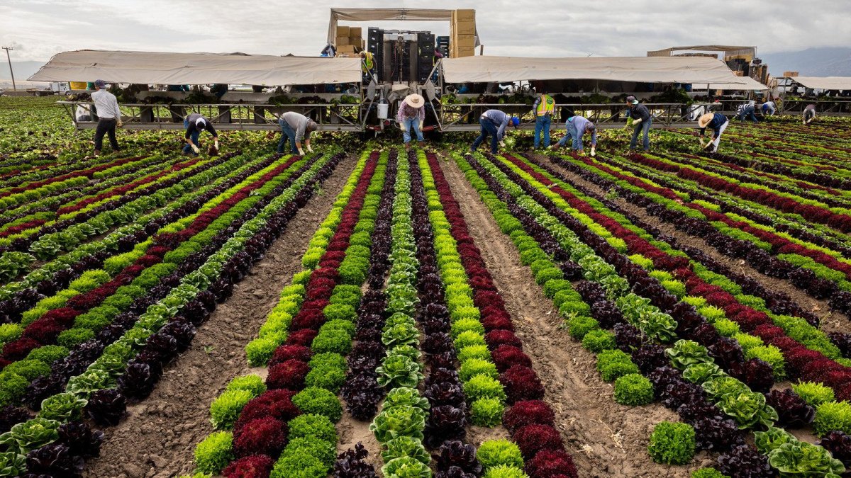 Сельское хозяйство