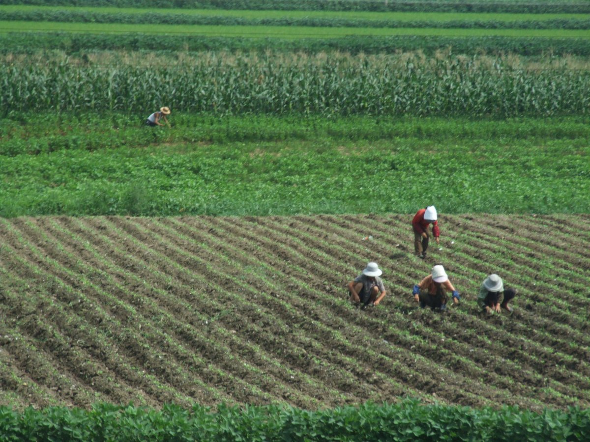 Сельское хозяйство Южной Кореи