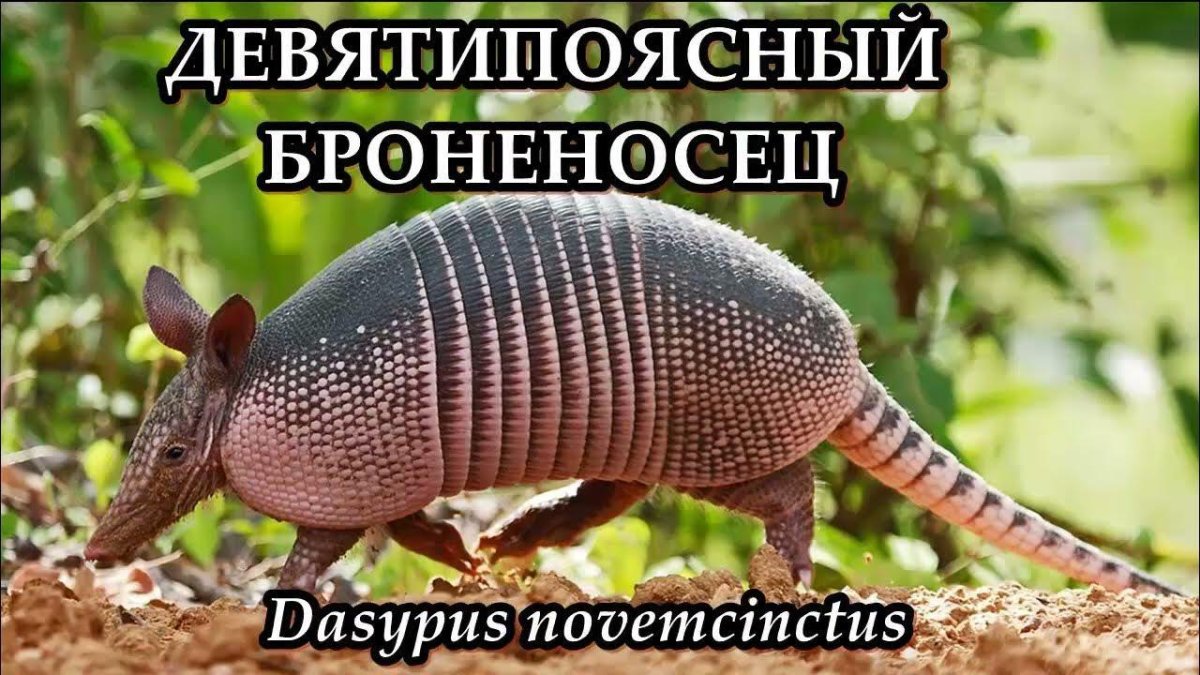 Девятипоясной броненосец