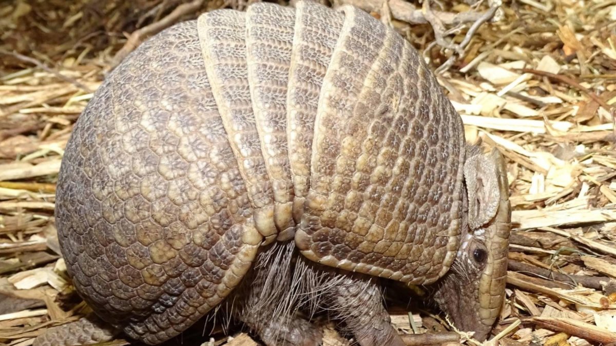 Армадилло броненосец