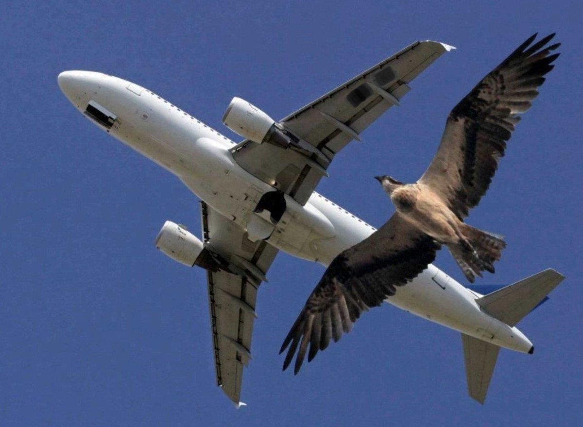 Это птица это самолет