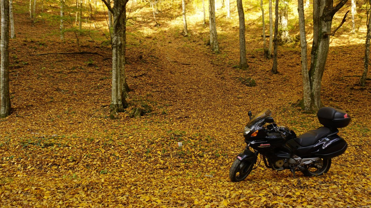 Мотоцикл осень