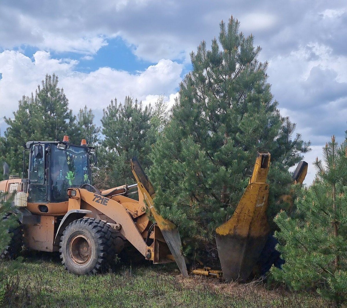 Пересадка крупномерных деревьев