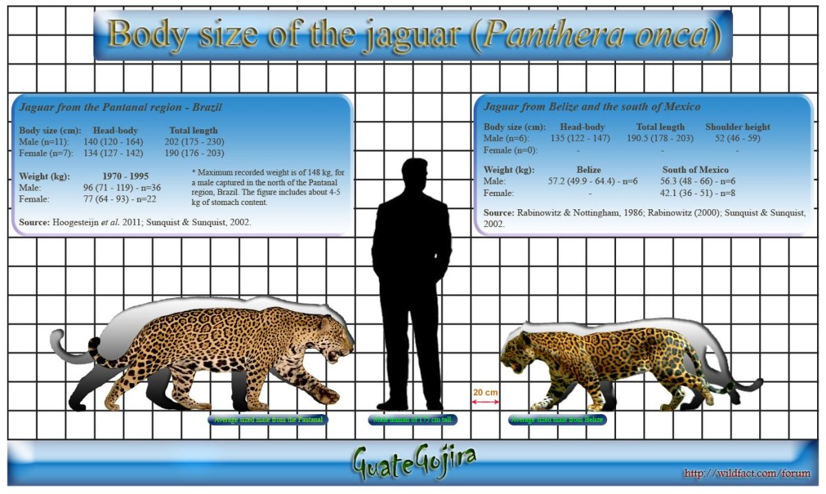 Ягуар Размеры