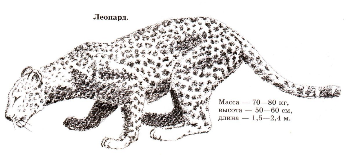 Леопард Размеры