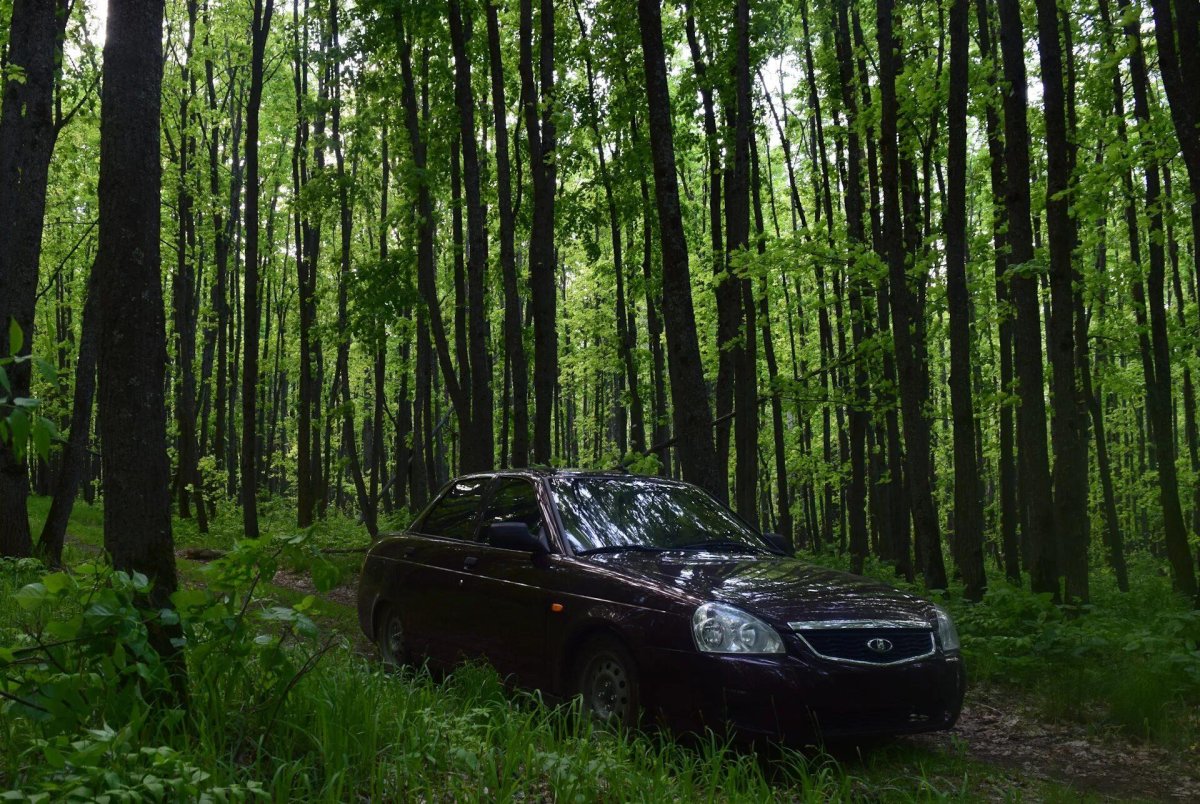 Лес Лада Приора