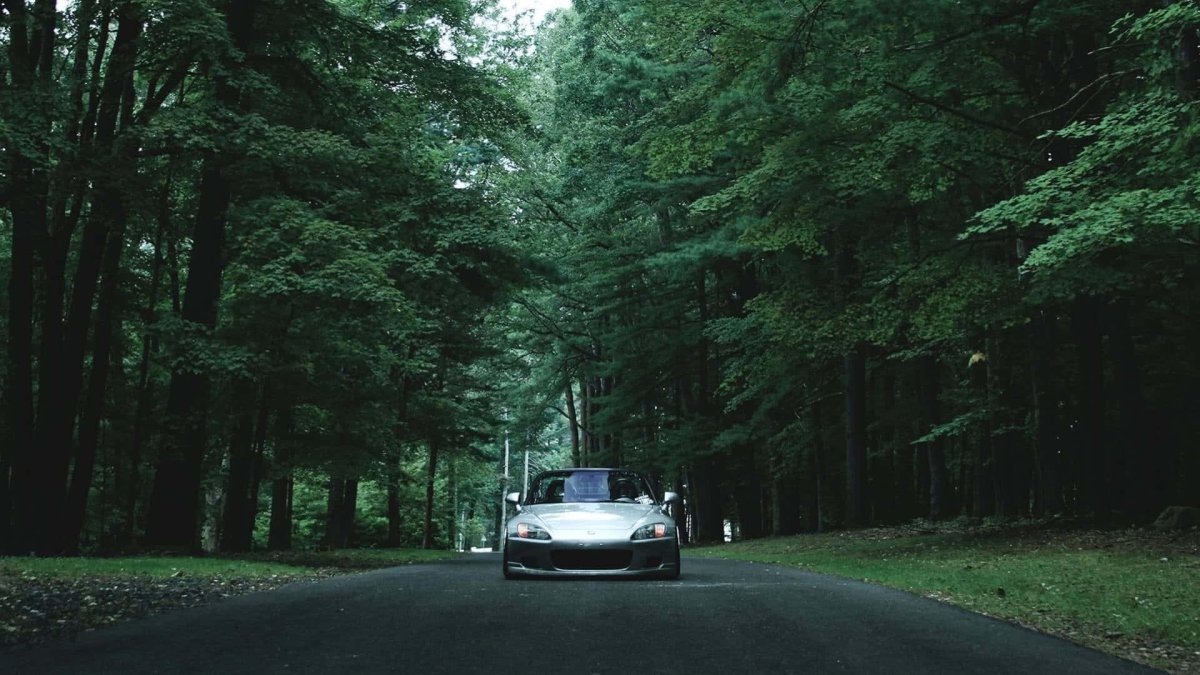 Машина в лесу