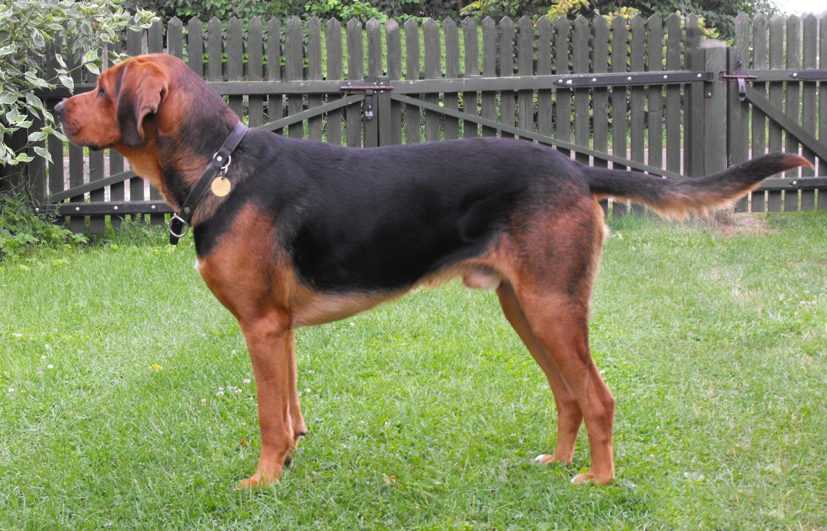 Польский Огар гончая