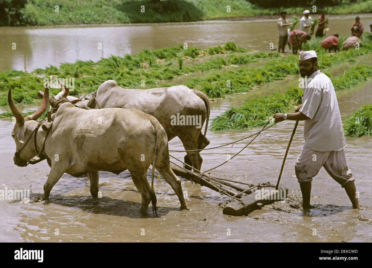 Вайшьи в Индии