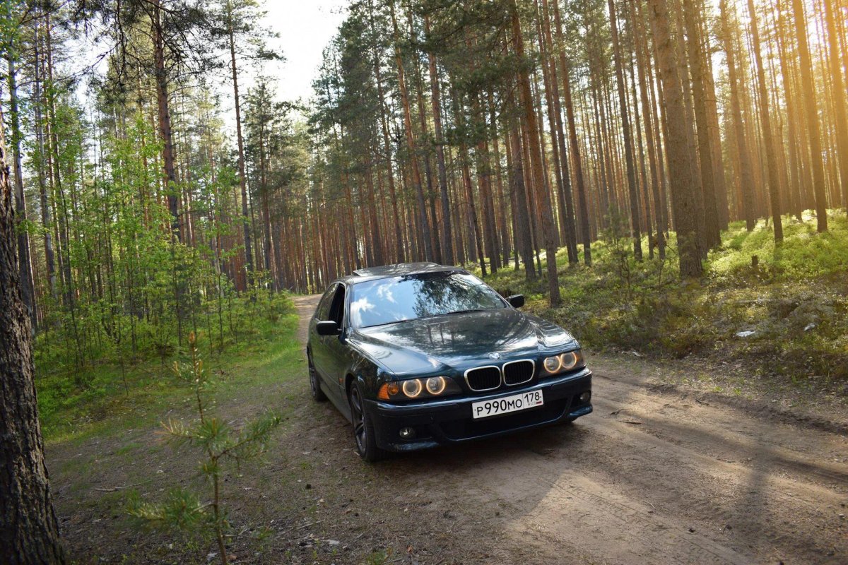 Машины БМВ В лесу