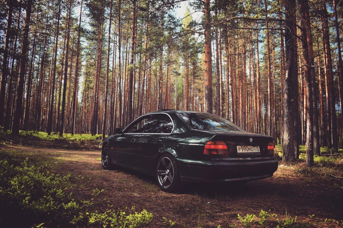 Машины БМВ В лесу