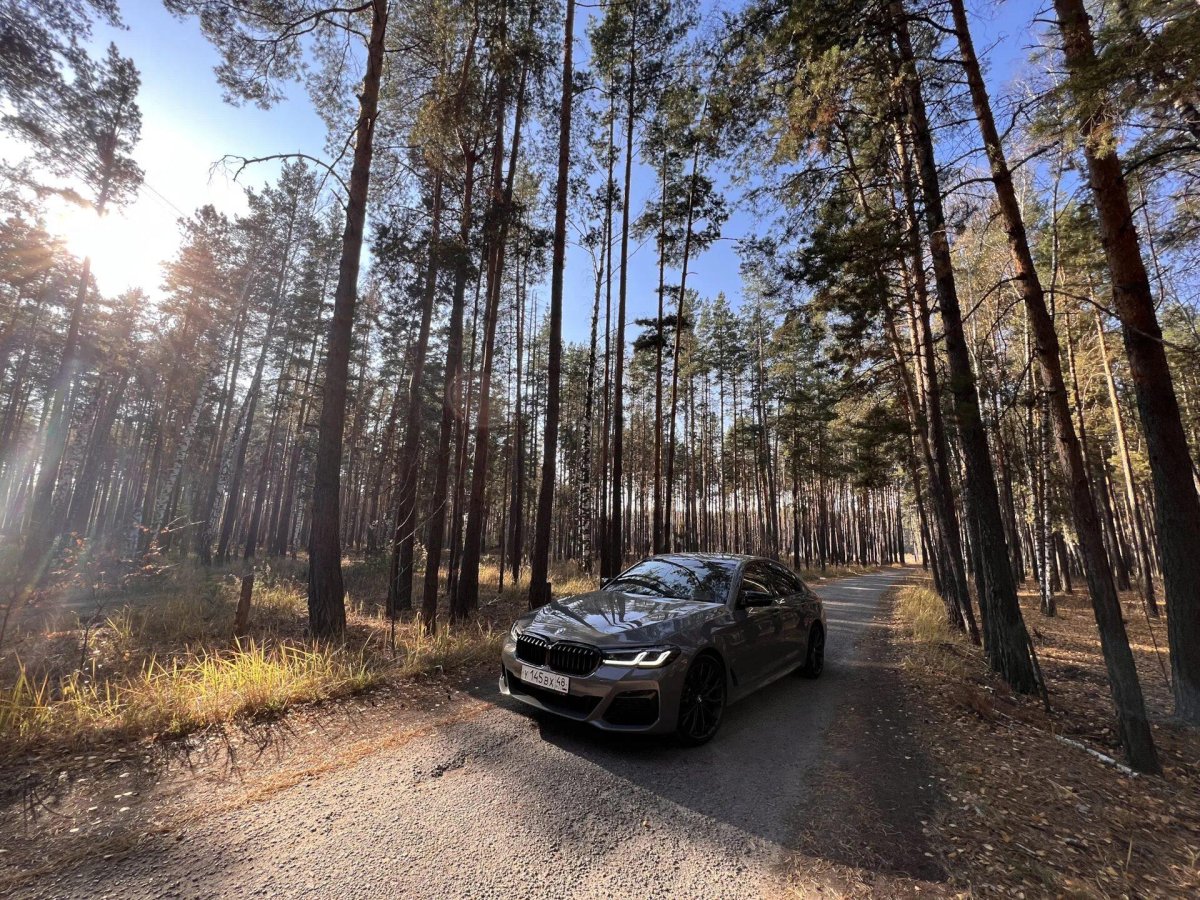 БМВ коричневого цвета в лесу