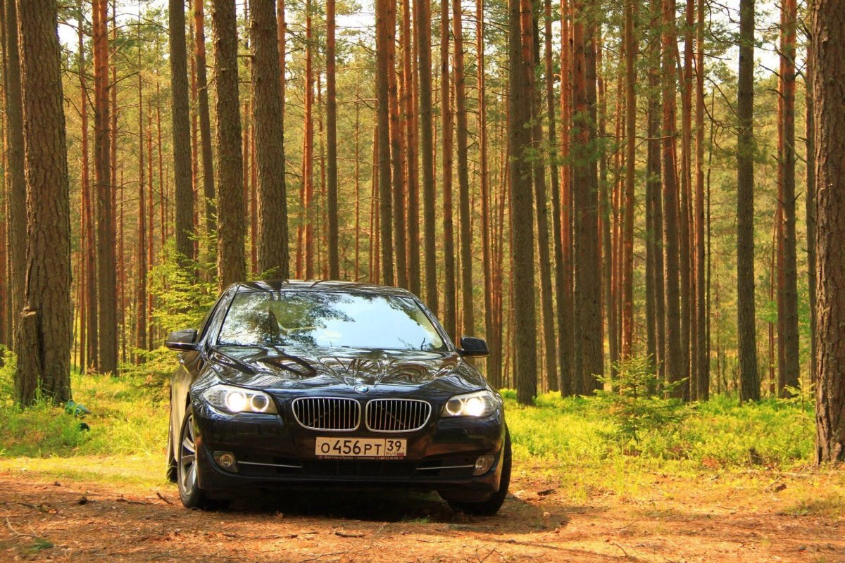 БМВ м5 в лесу