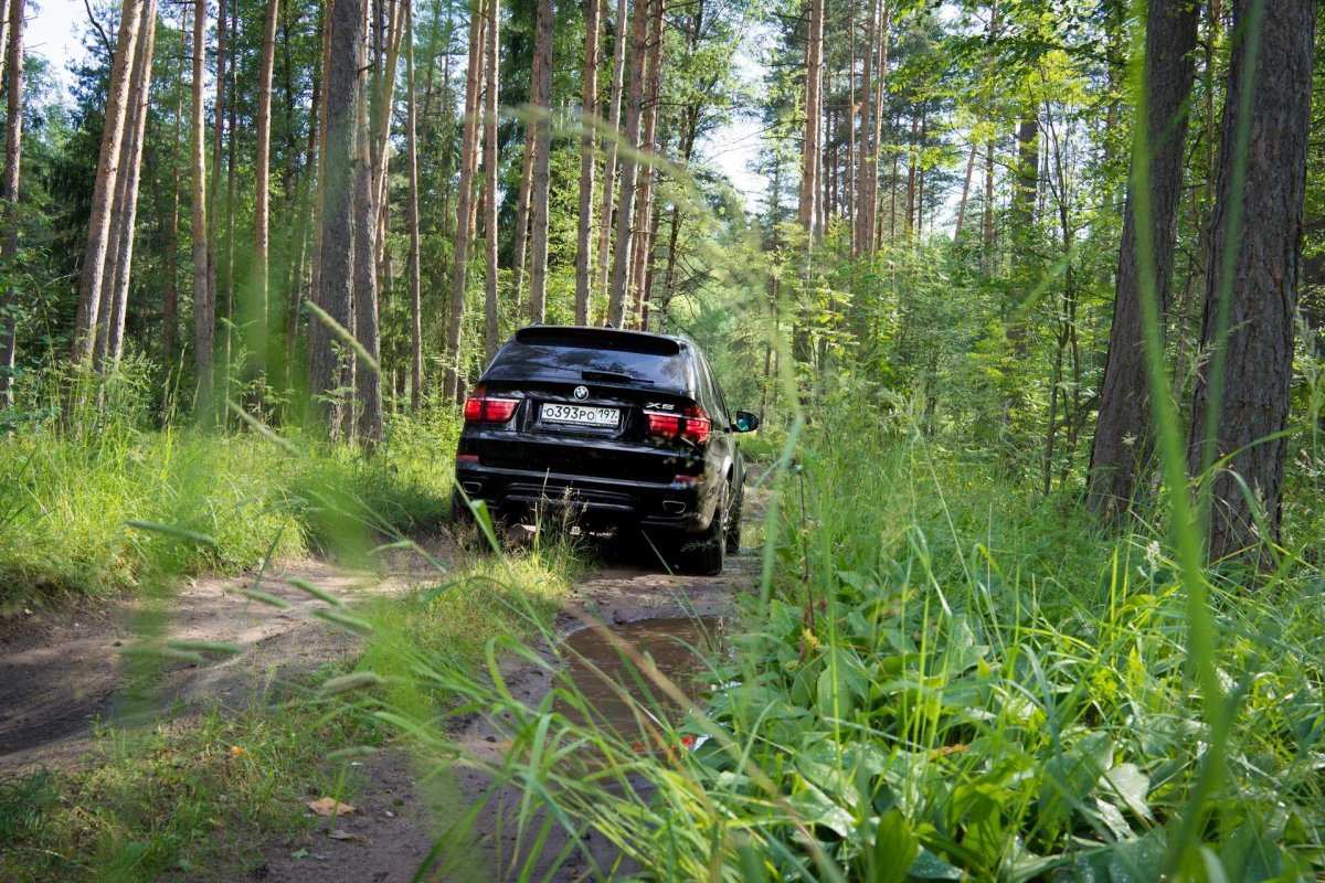 Машины БМВ В лесу