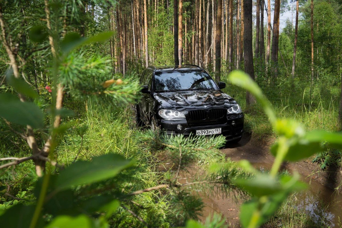 Фото БМВ В лесу