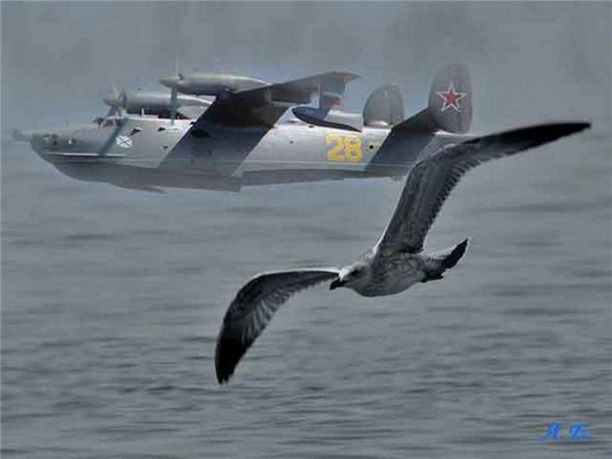 Самолётов-амфибий бе-12 «Чайка»