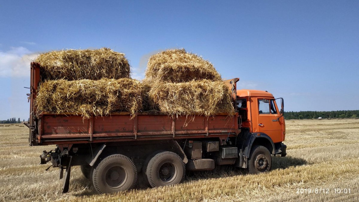 КАМАЗ 45143 на уборке силоса