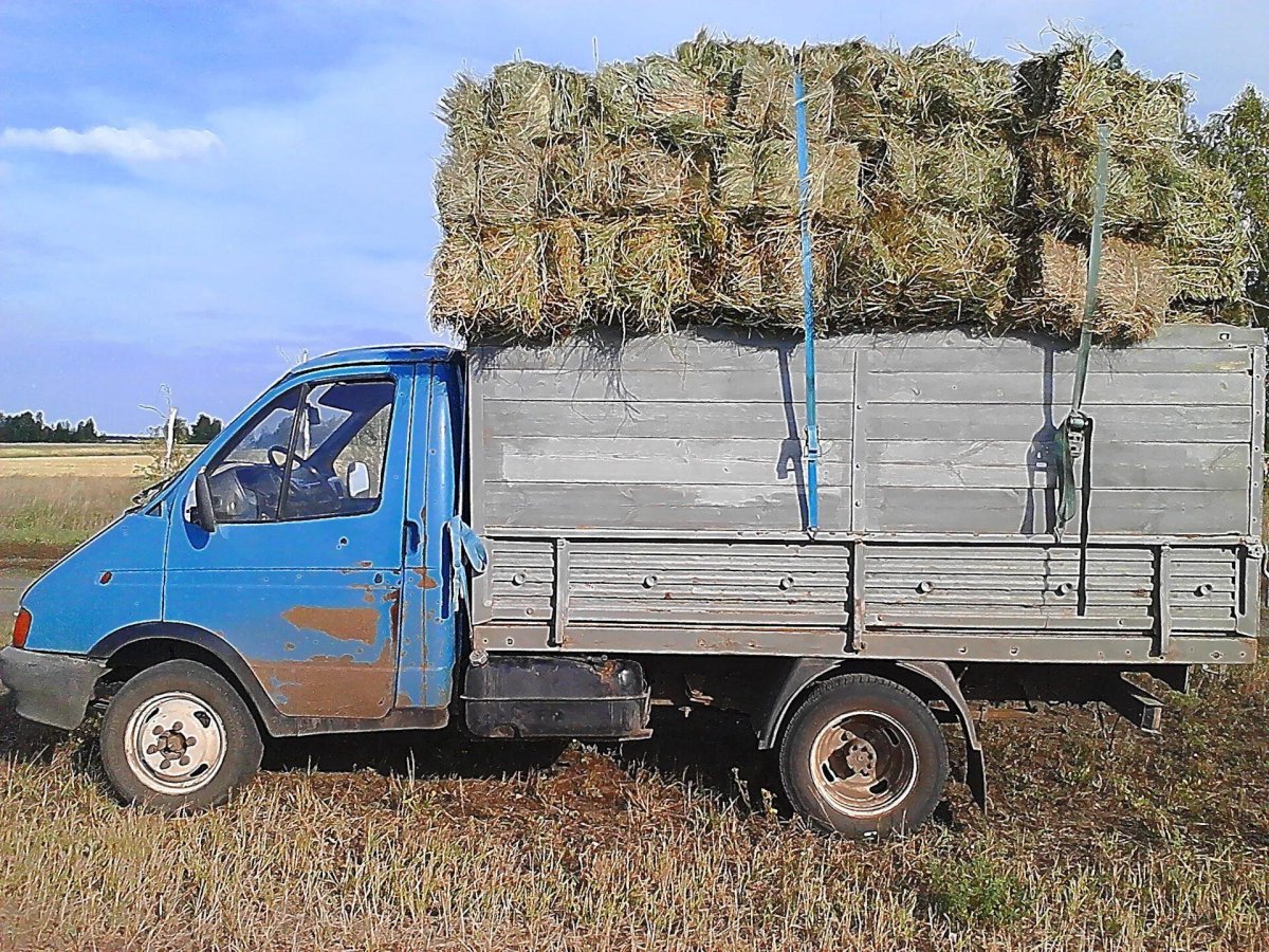 Тюки сена на газели