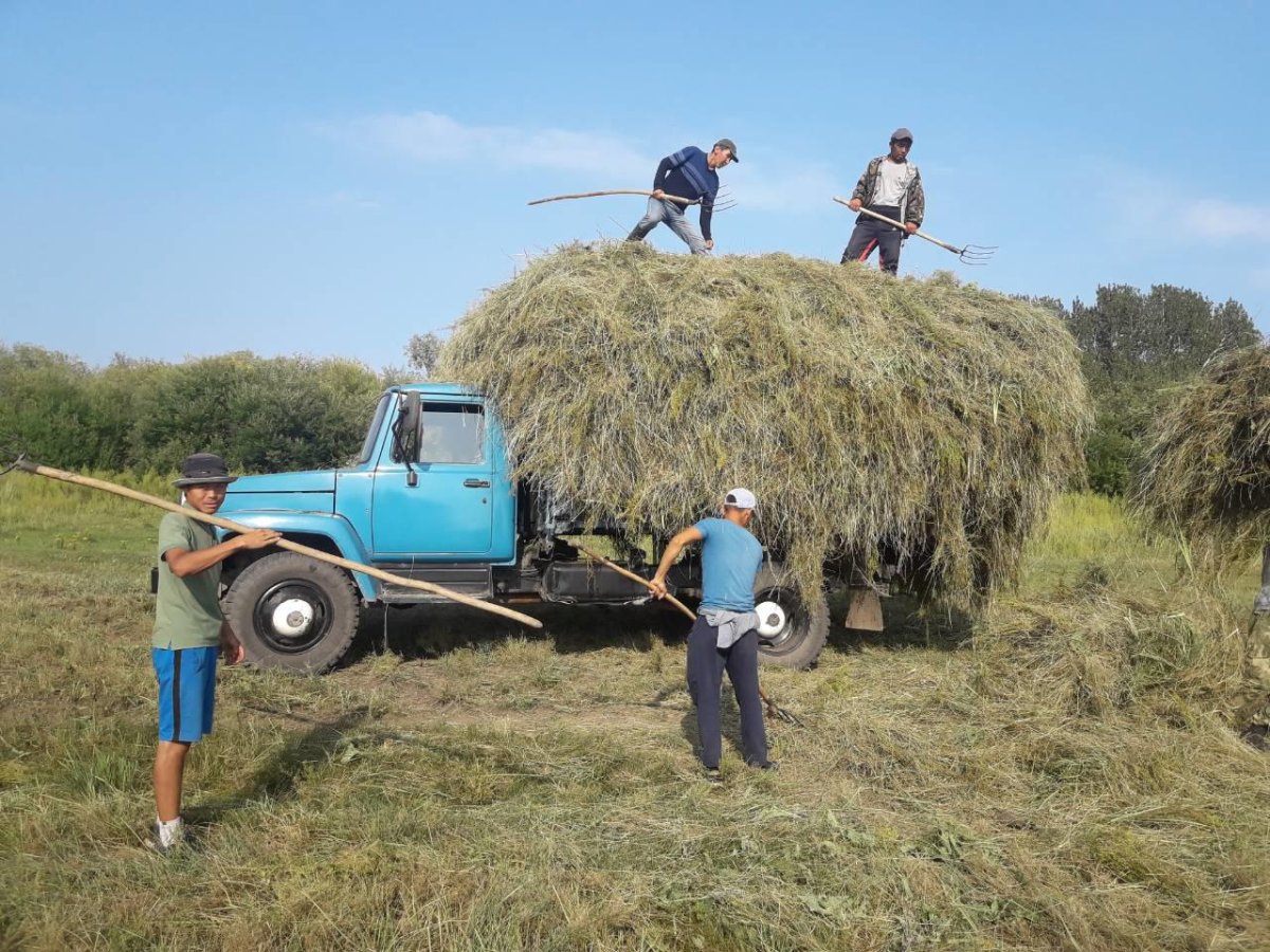 Заготовка сена