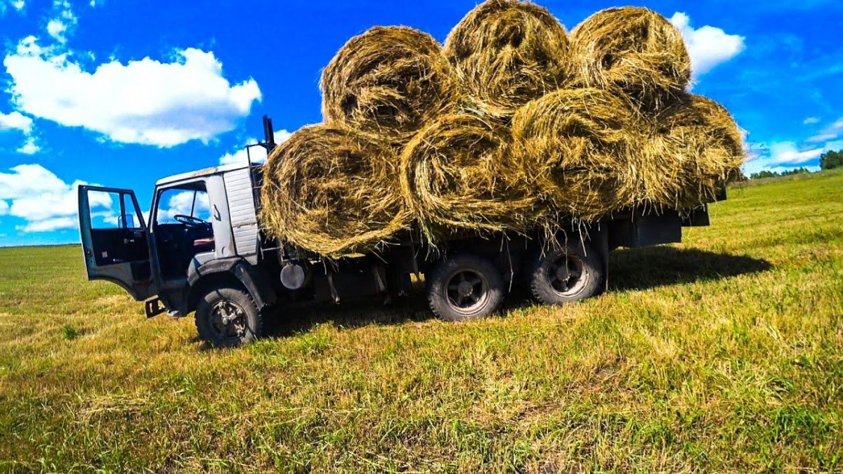 Рулоны сена на поле