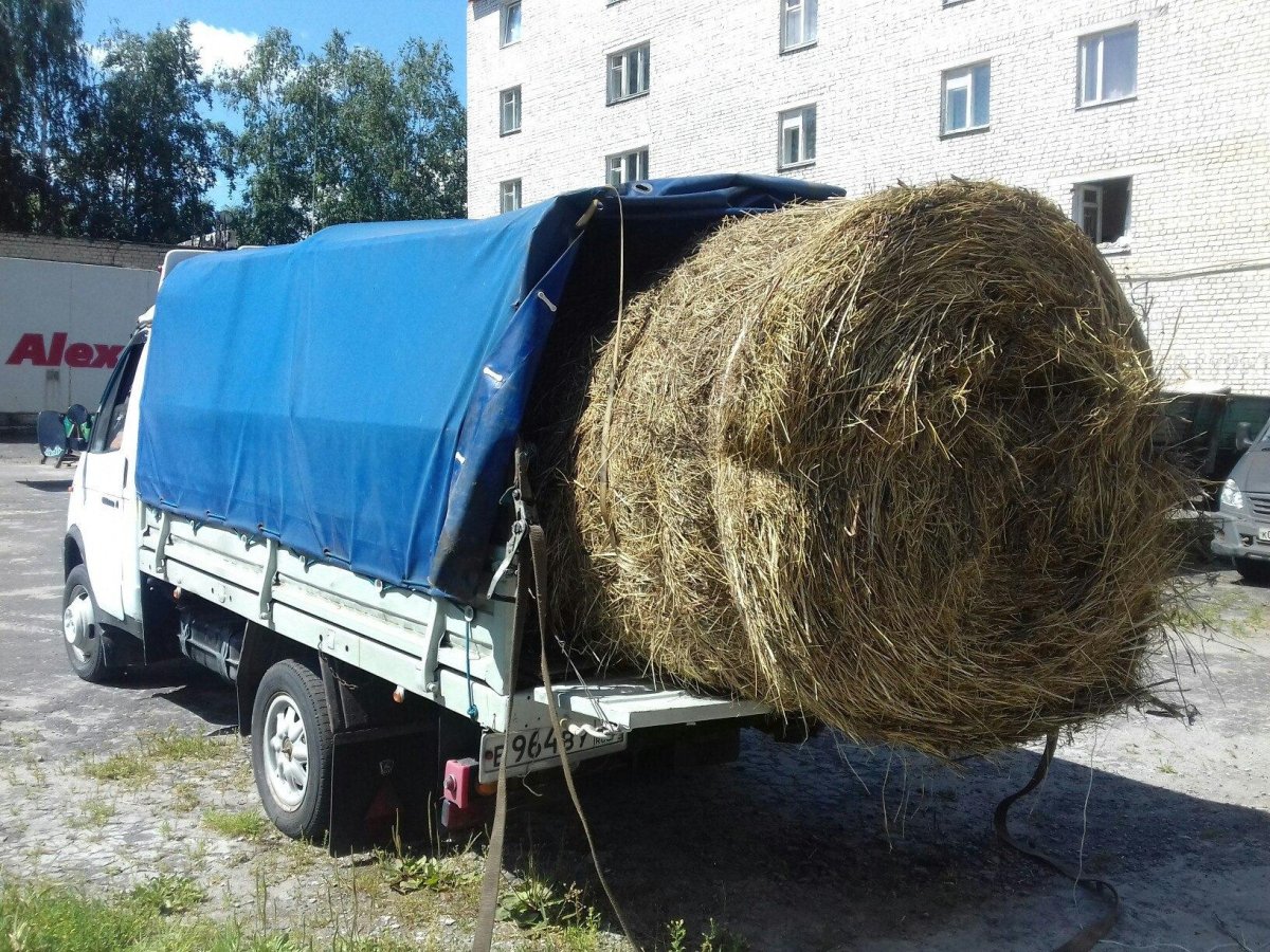 ГАЗ 53 везëьт тюки