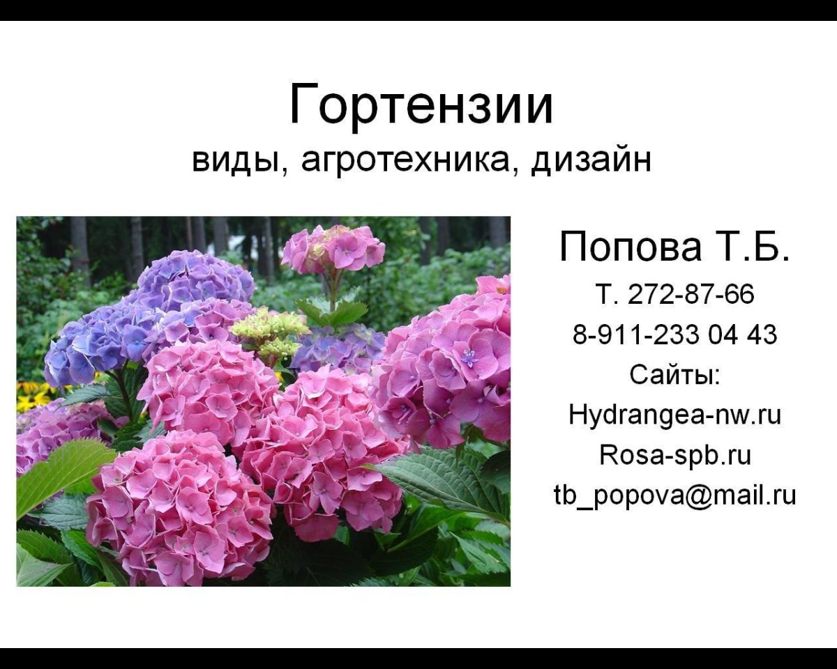 Разновидности гортензии фото с названиями и описанием