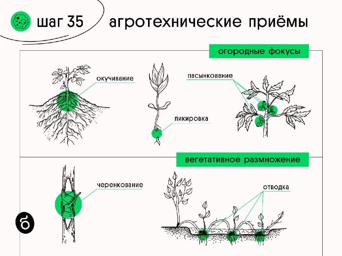 Пикировка окучивание пасынкование