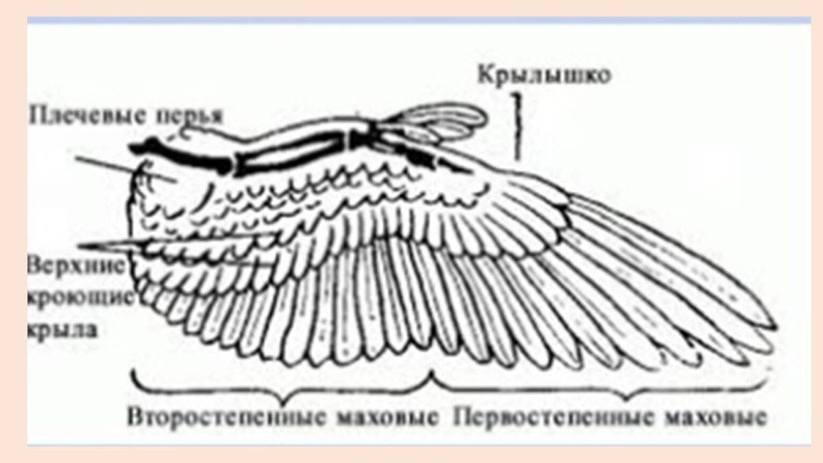 Крыло голубя строение