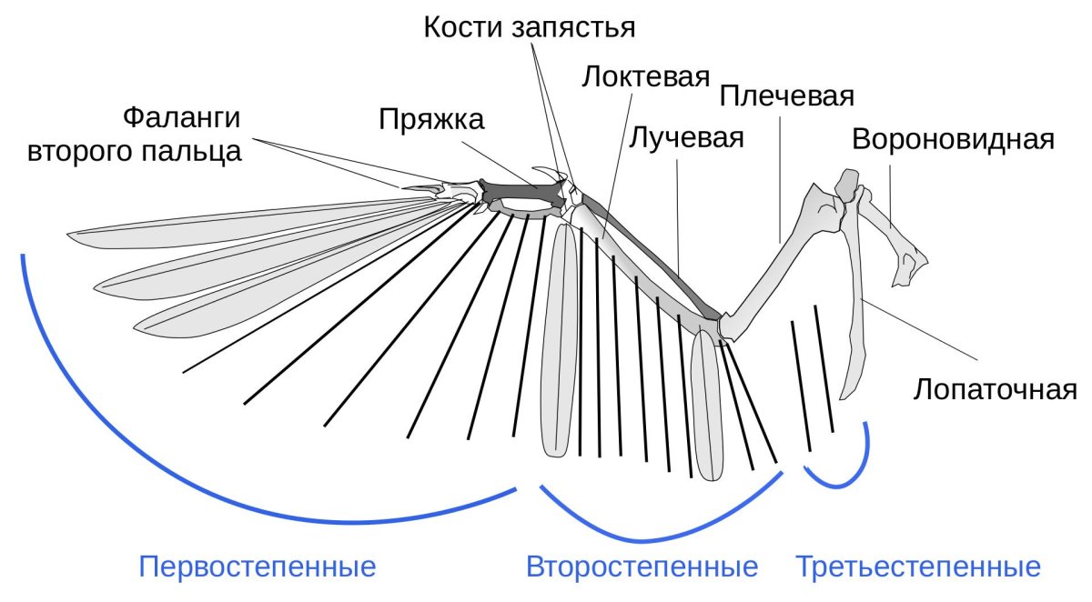 Строение крыла птицы скелет
