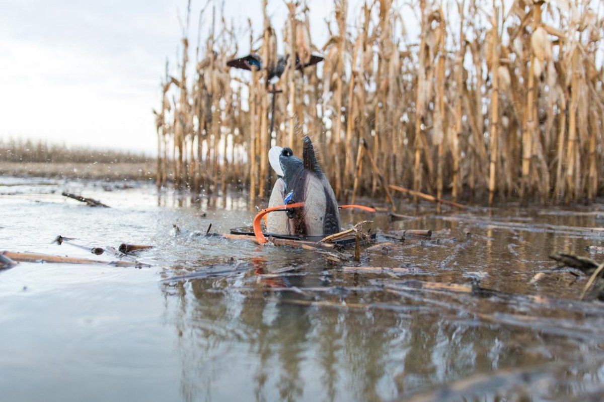 Утка махокрыл лаки дак