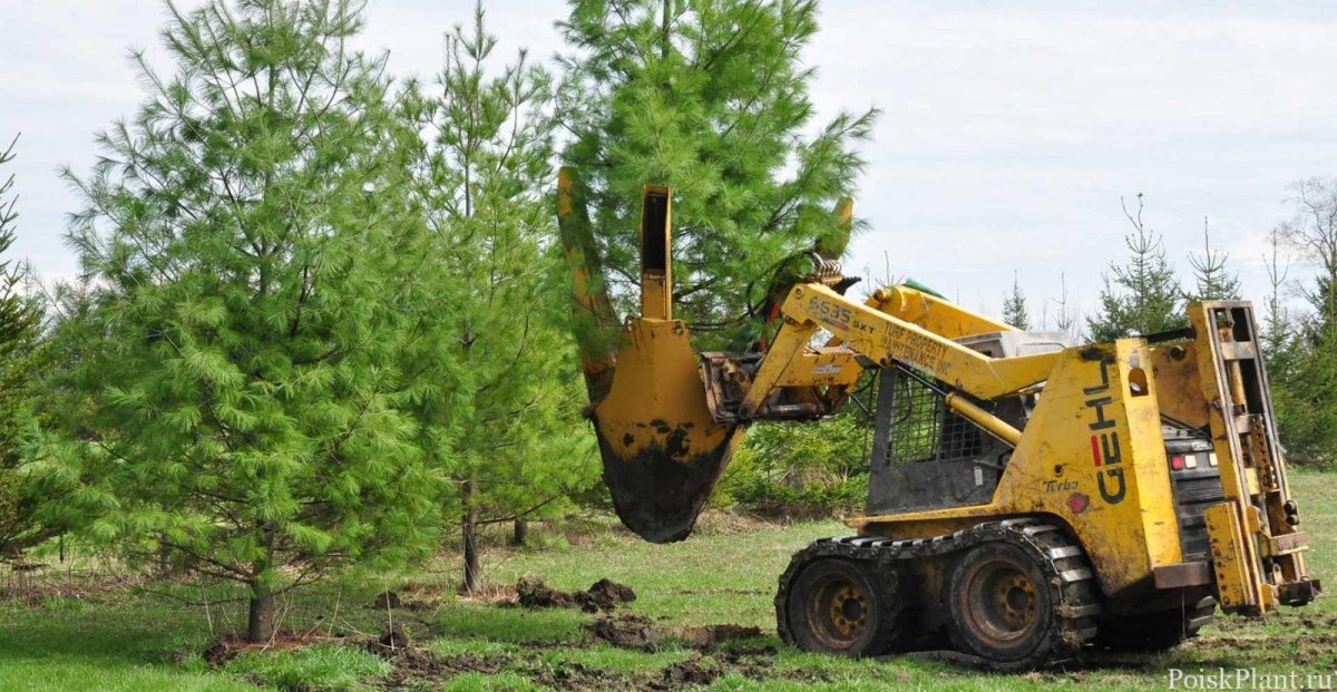 Машина для выкапывания деревьев с комом земли