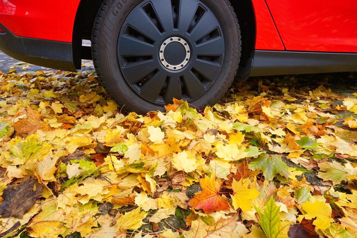 Машина осень листья