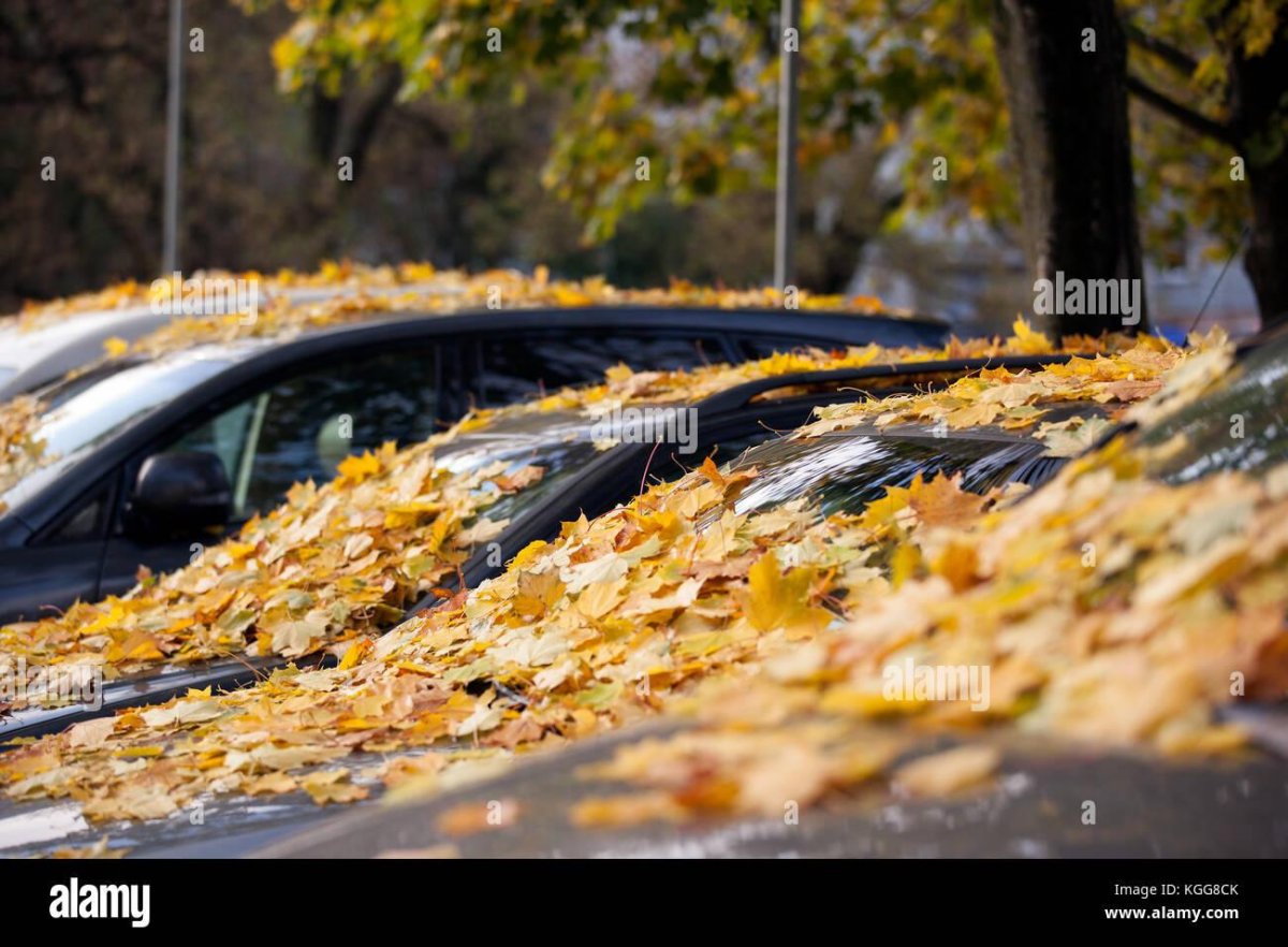 Машина в осенних листьях