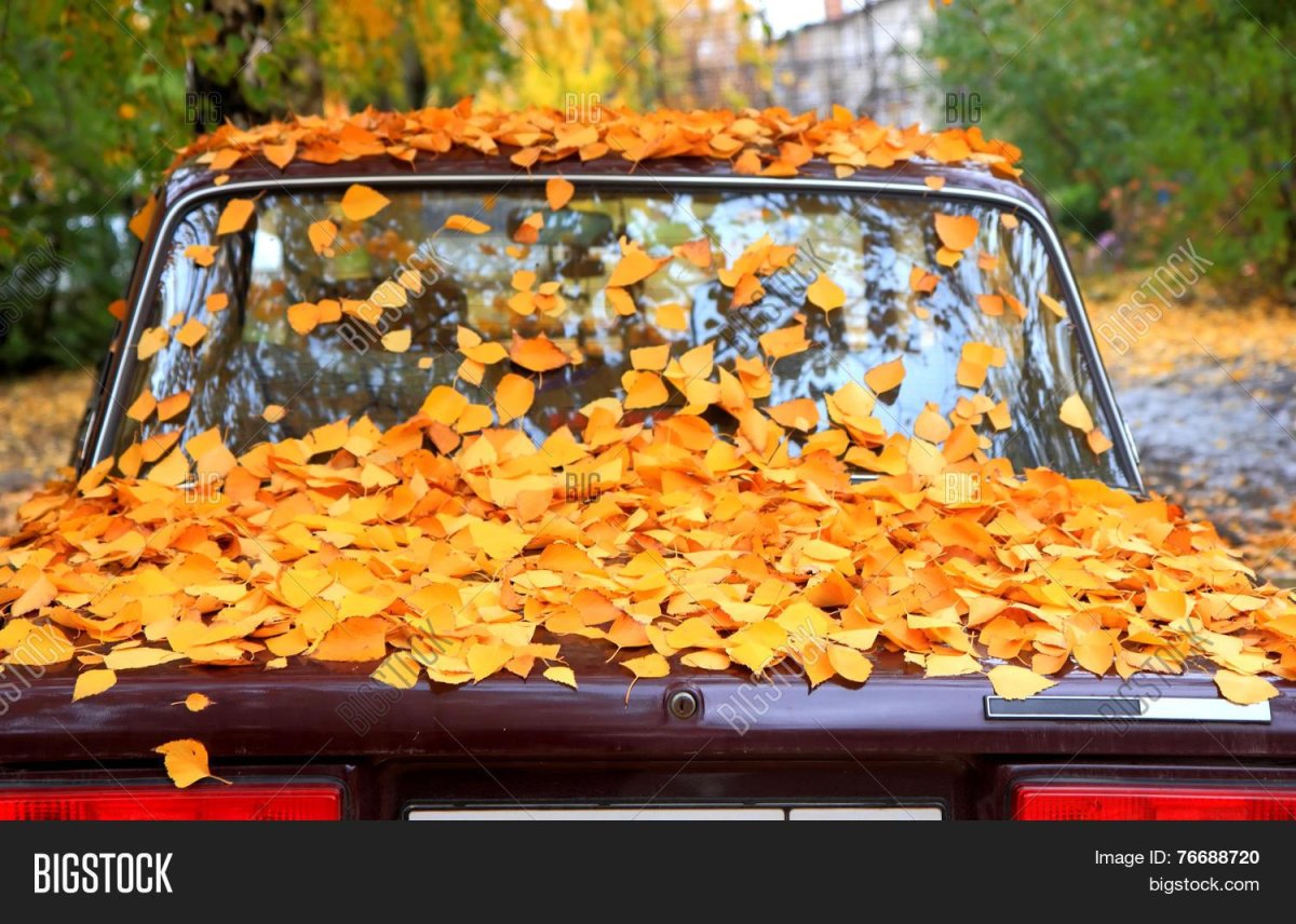 Машина осень листья