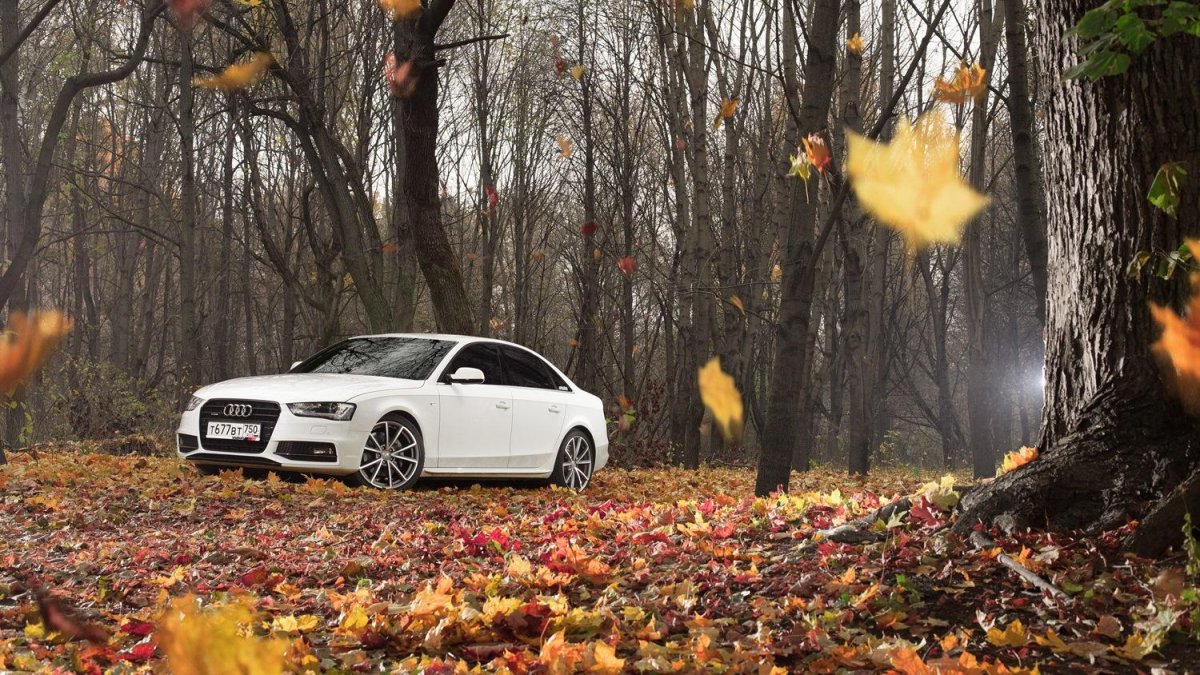 Осень Audi а8