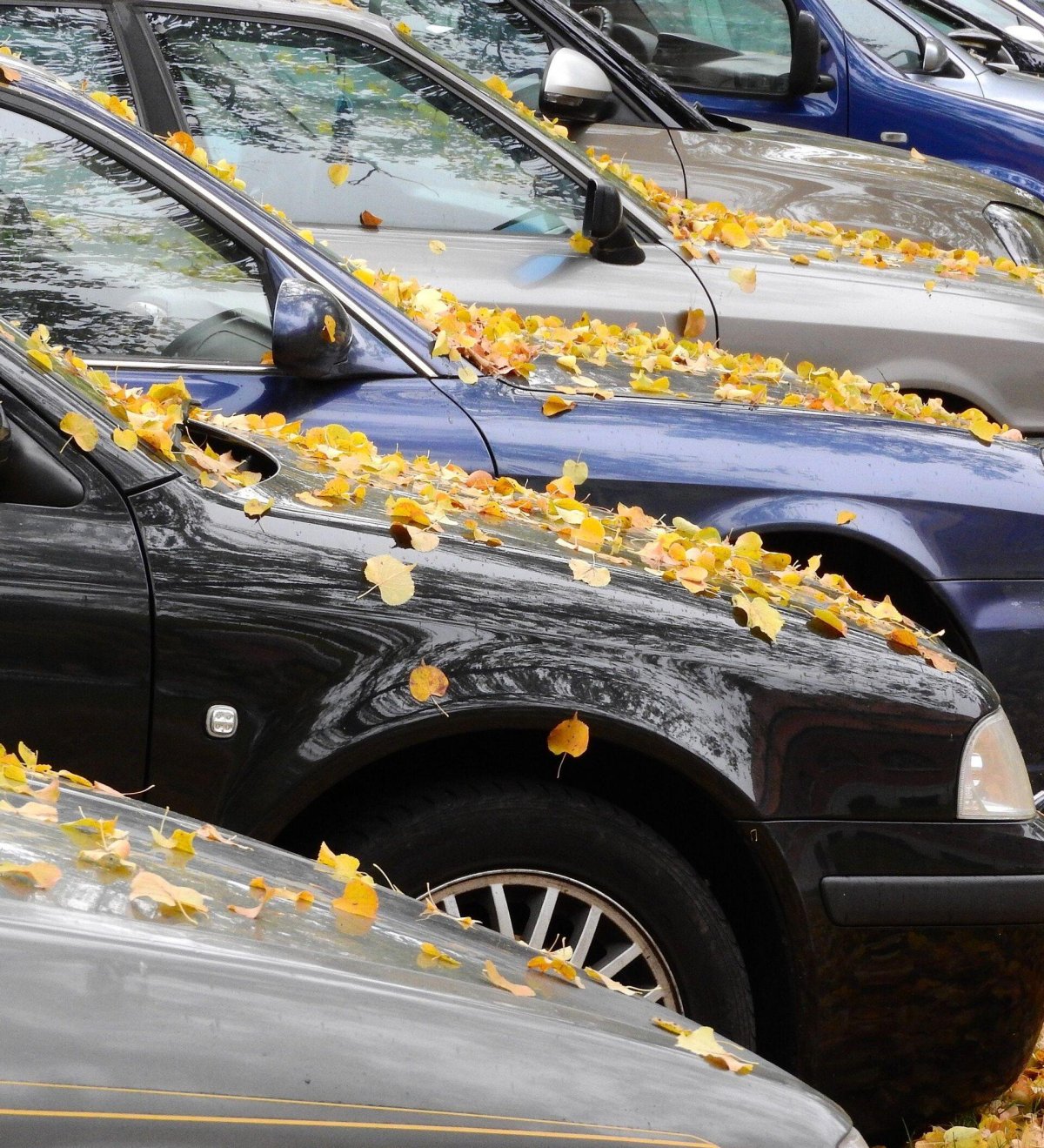 Машина на листе