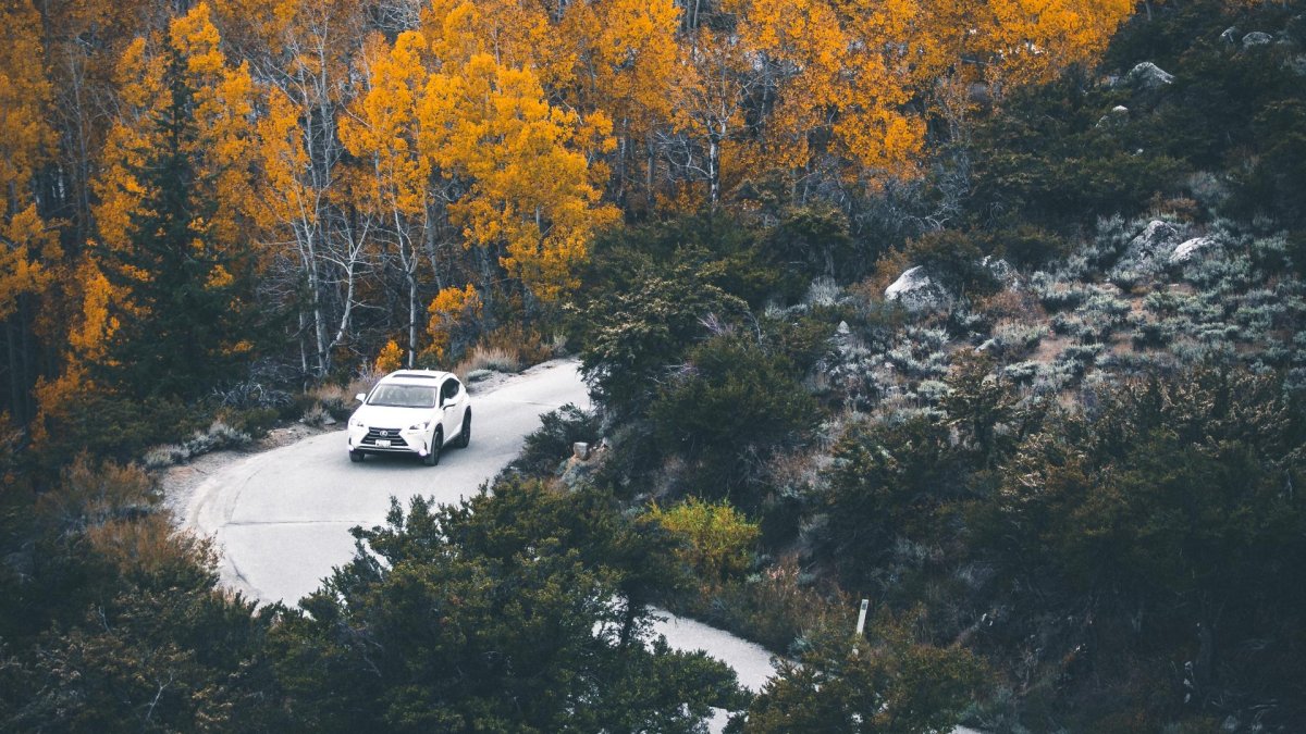 Машина в лесу