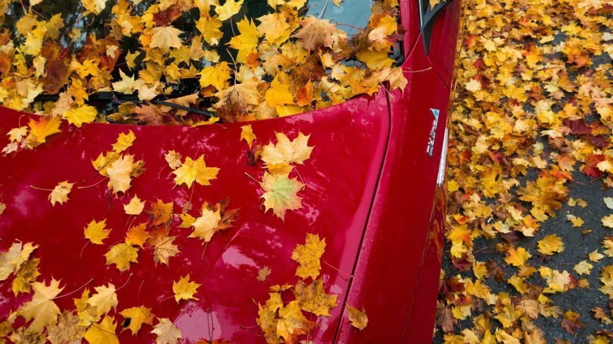 Цвета осени