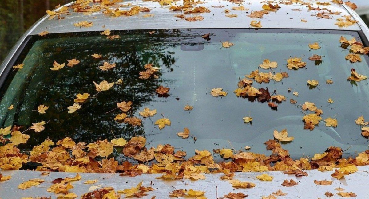 Машина на листе