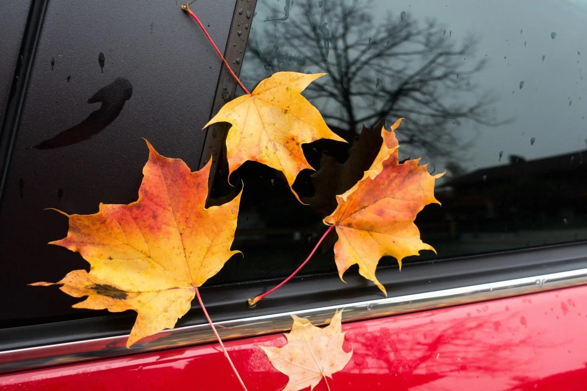 Машина осень листья