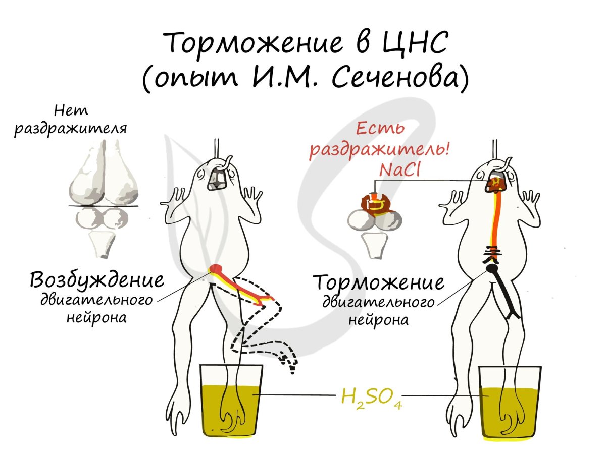 Опыт Сеченова с лягушкой