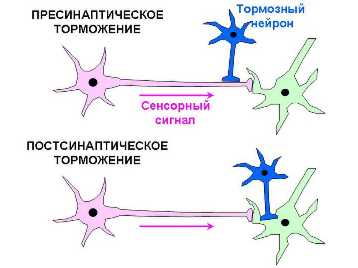 Схема пресинаптического и постсинаптического торможения