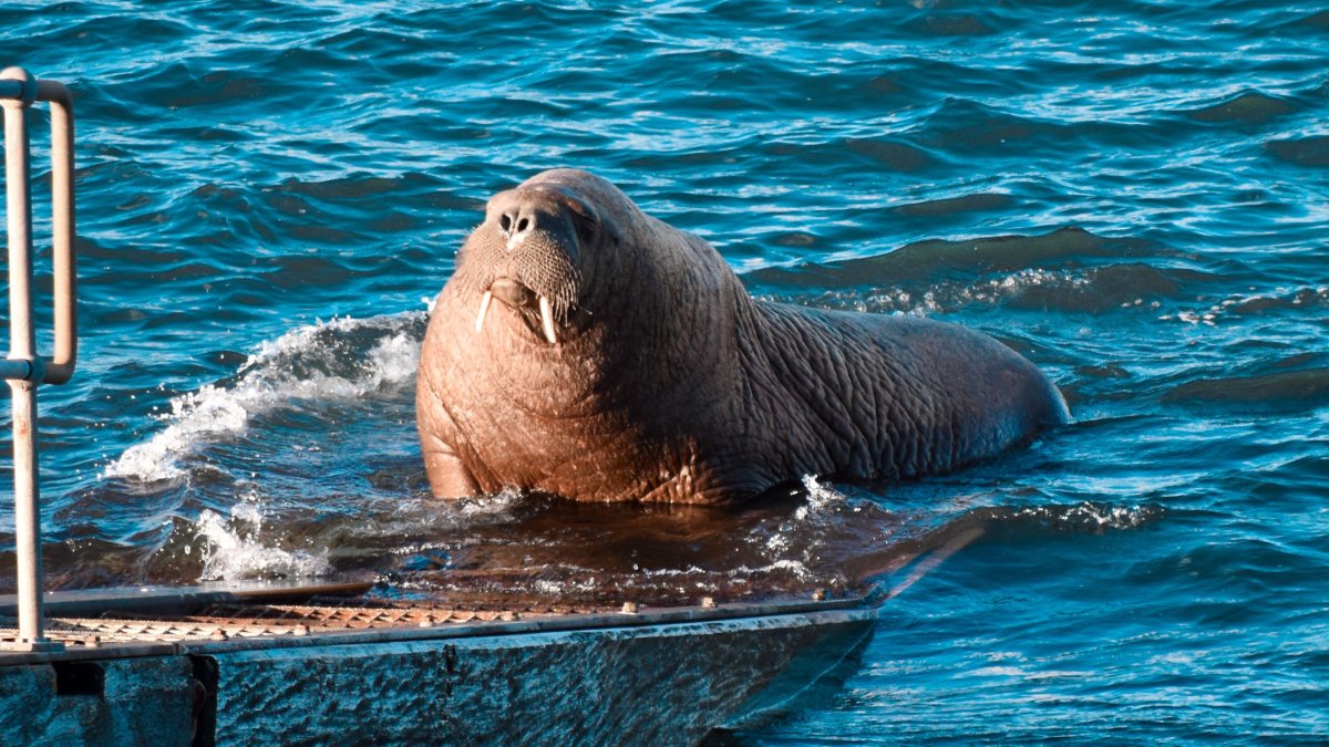 Морж маленький