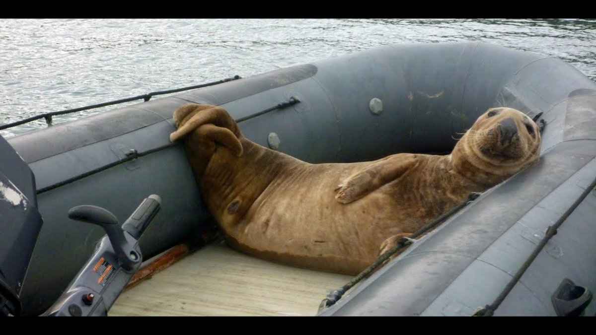 Тюлень на подводной лодке