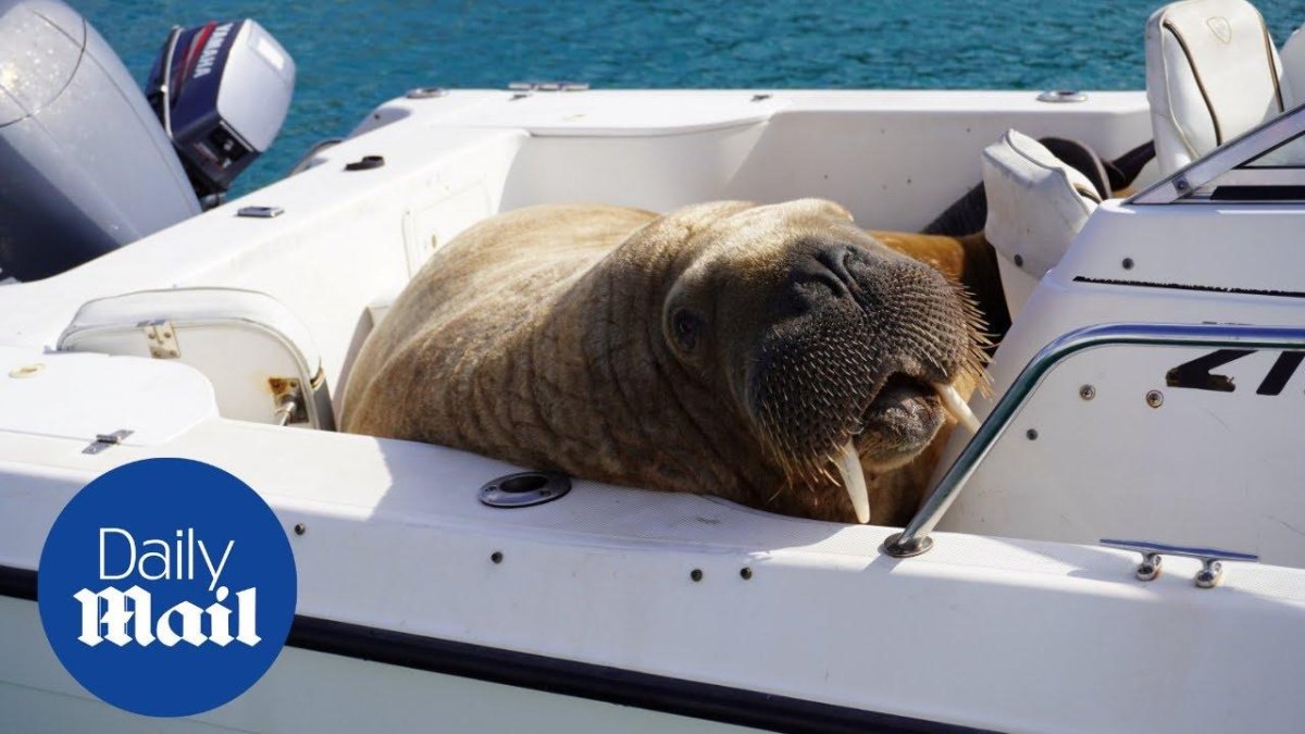 Морж на лодке