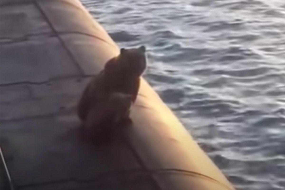 Медведь у подводной лодки