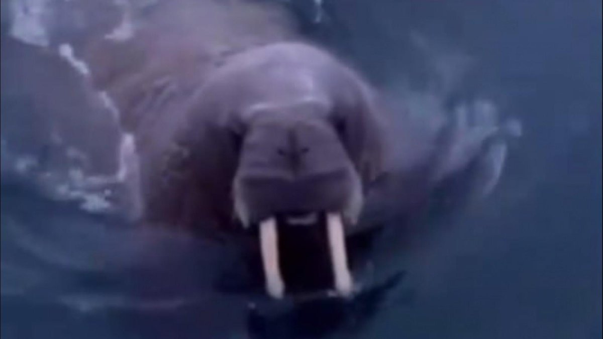 Мать моржиха