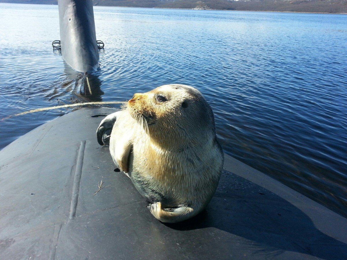 Нерпа Северодвинск