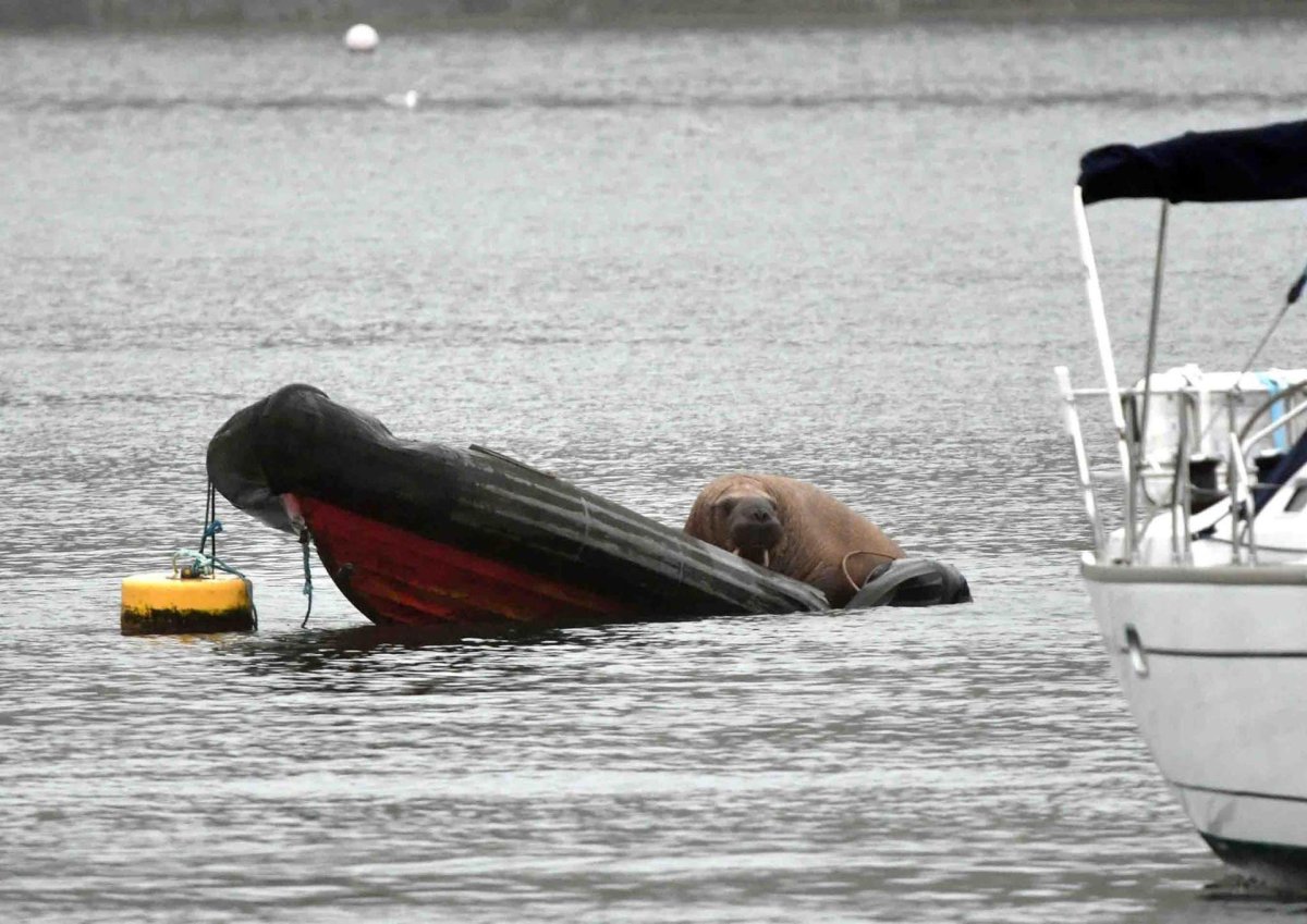 Морж на лодке